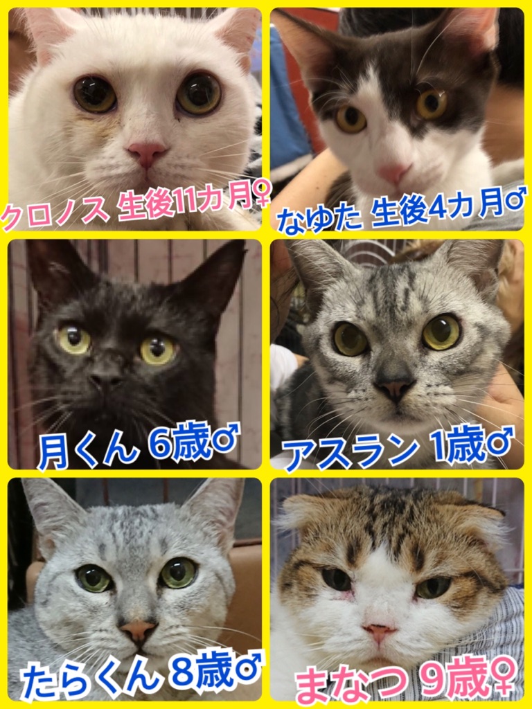 🐾今日の里親様募集中ニャンコ🐱メンバーです🐾2018,8,29